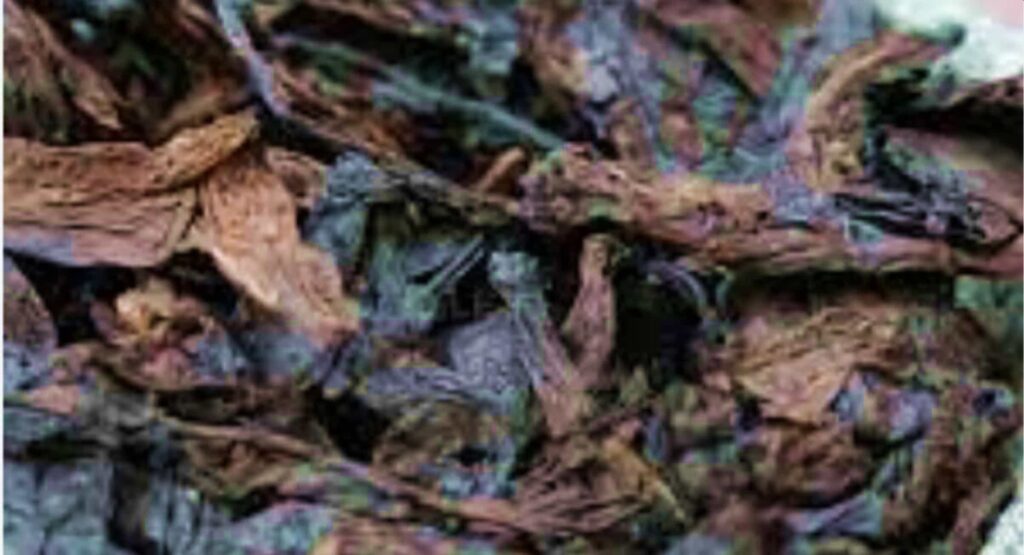 Куча листьев средиземноморского табака
